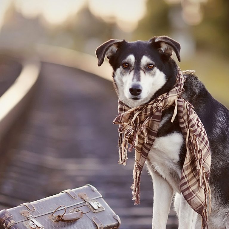 Dog
